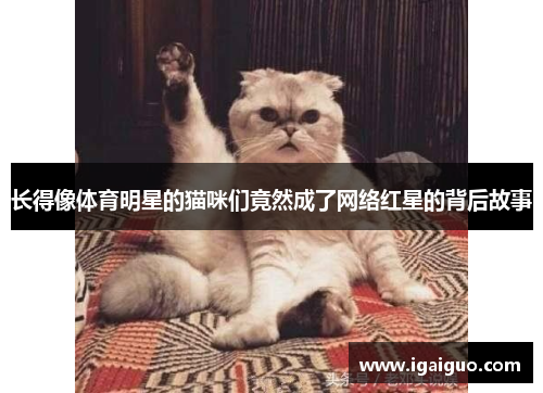 长得像体育明星的猫咪们竟然成了网络红星的背后故事